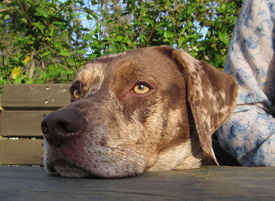 A dob with its chin propped up on a table.
